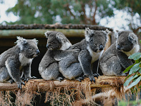 В Австралии обеспокоились растущей популяцией коал