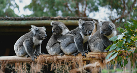 В Австралии обеспокоились растущей популяцией коал