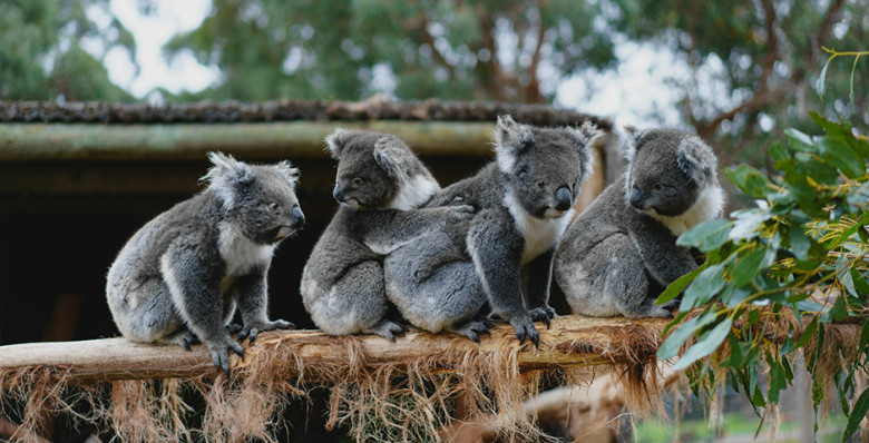 В Австралии обеспокоились растущей популяцией коал