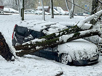 В ОП рассказали, как получить выплату за разбитое упавшим деревом авто без полиса КАСКО