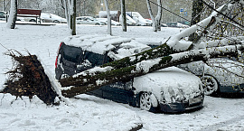 В ОП рассказали, как получить выплату за разбитое упавшим деревом авто без полиса КАСКО