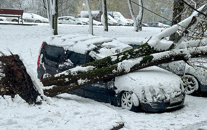 В ОП рассказали, как получить выплату за разбитое упавшим деревом авто без полиса КАСКО
