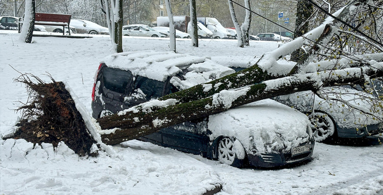 В ОП рассказали, как получить выплату за разбитое упавшим деревом авто без полиса КАСКО