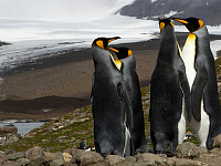 Императорских пингвинов признали вымирающим видом