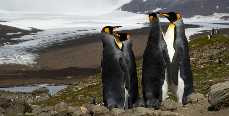 Императорских пингвинов признали вымирающим видом